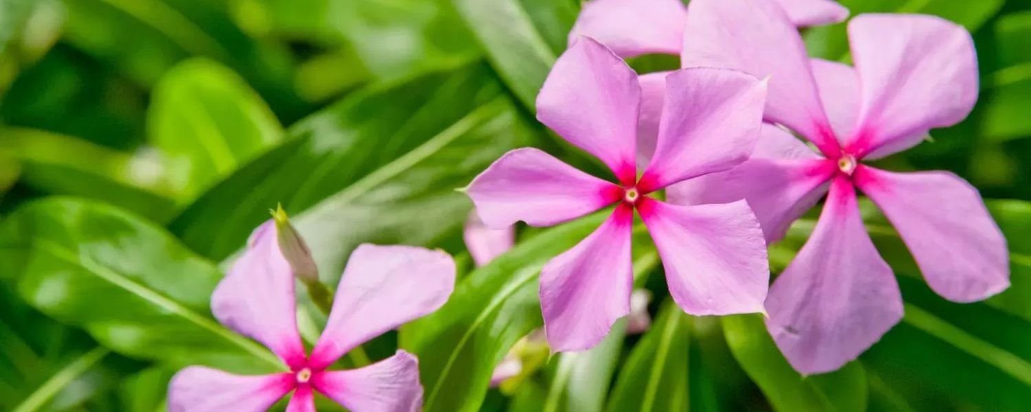 Periwinkle flower plant