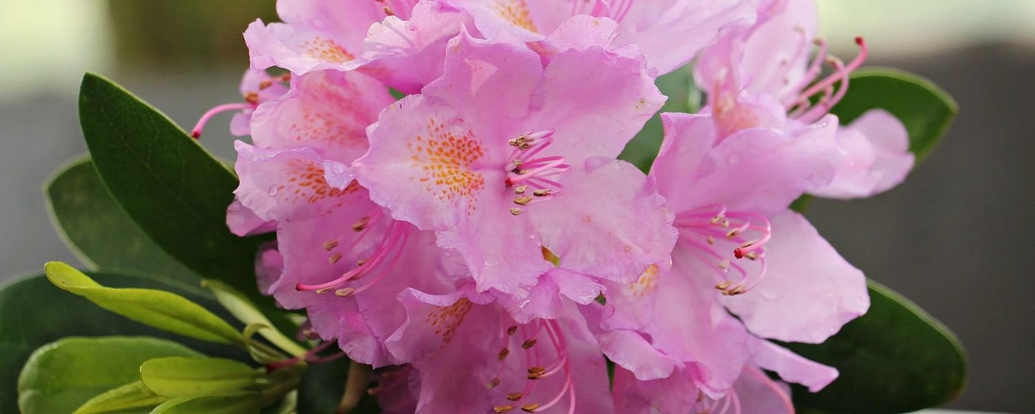 pink Azalea Flower