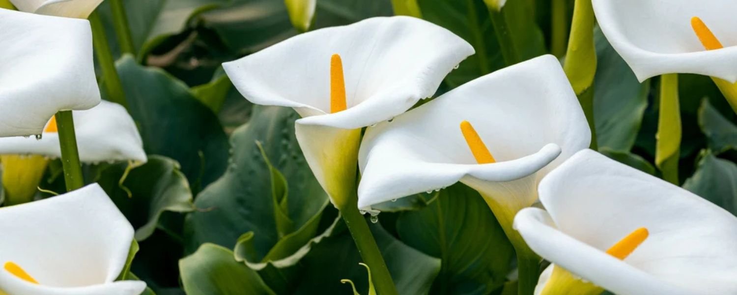 White Calla Lily flower