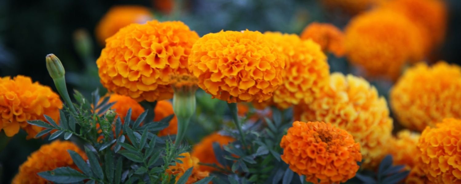 Orange Marigold Flowers