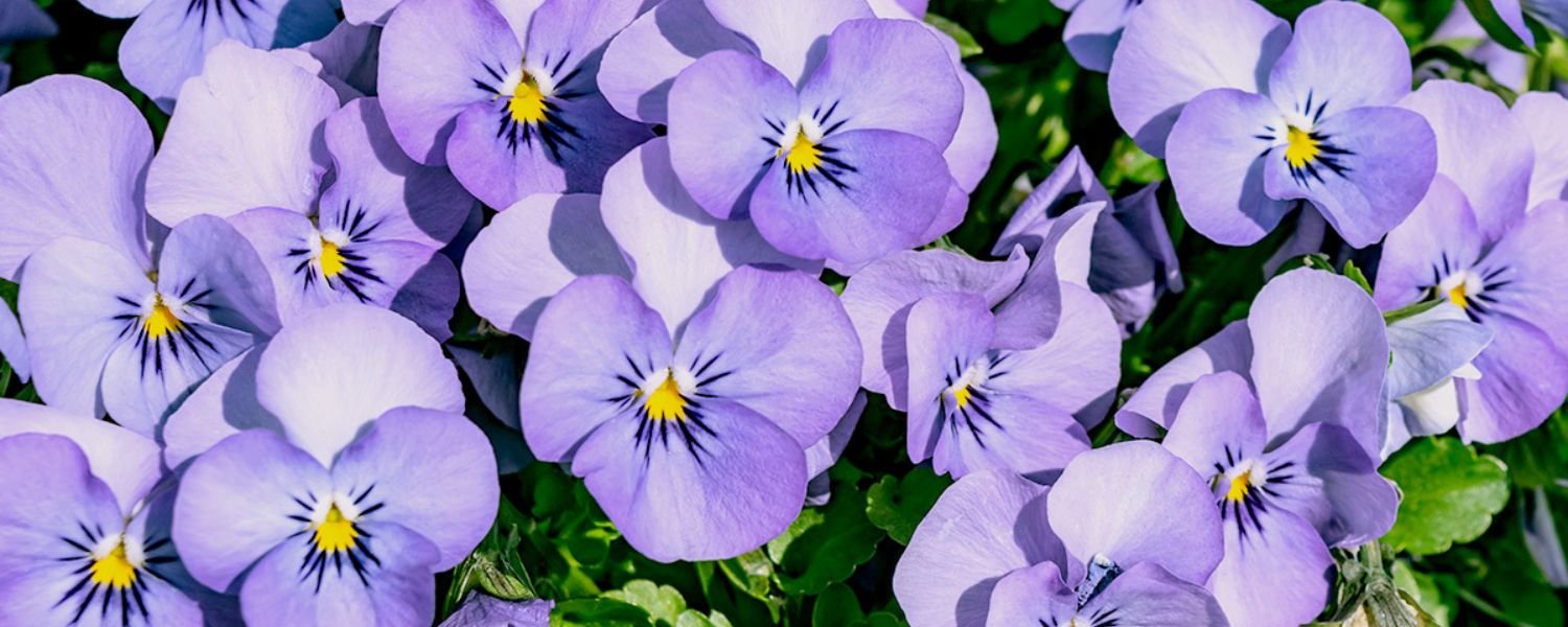 Violet Flowers