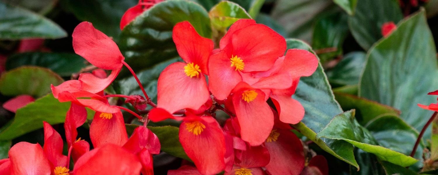 Begonia flower