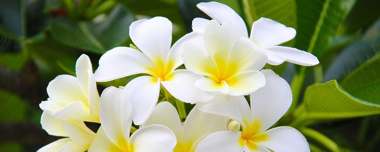 Gardenia flower Stock Photos, flowers names