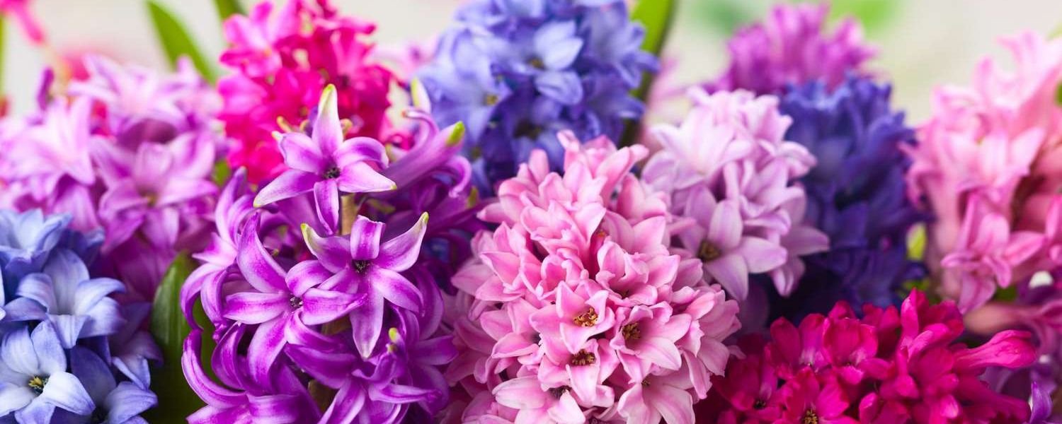 Hyacinth flower Bulbs, flowers names