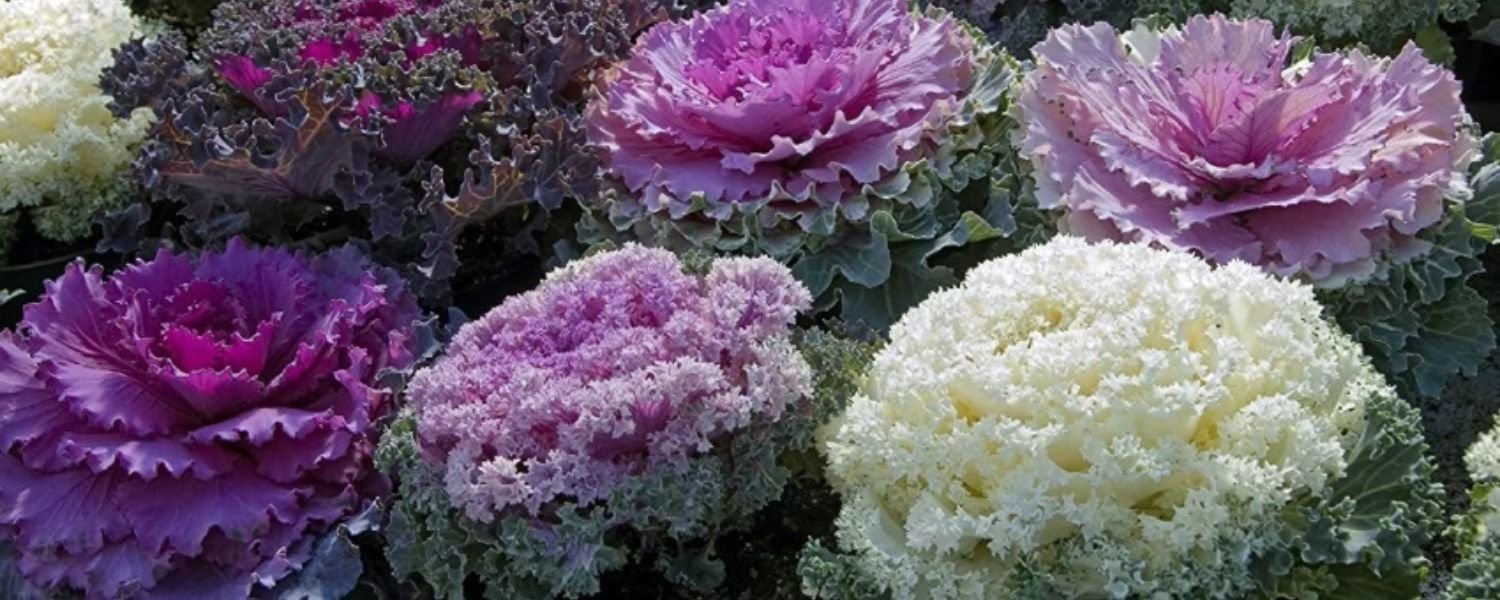 Flowering Kale Photos, flowers names