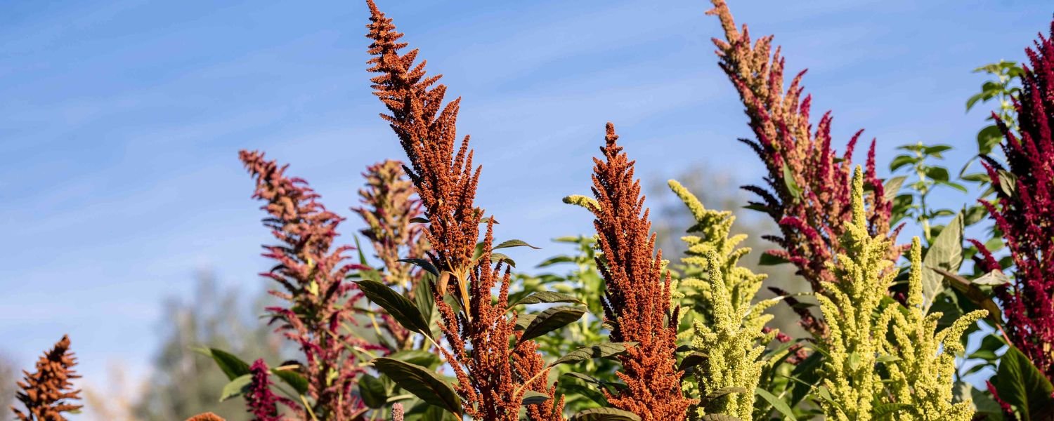 Popular Amaranthus flower Varieties, flowers names