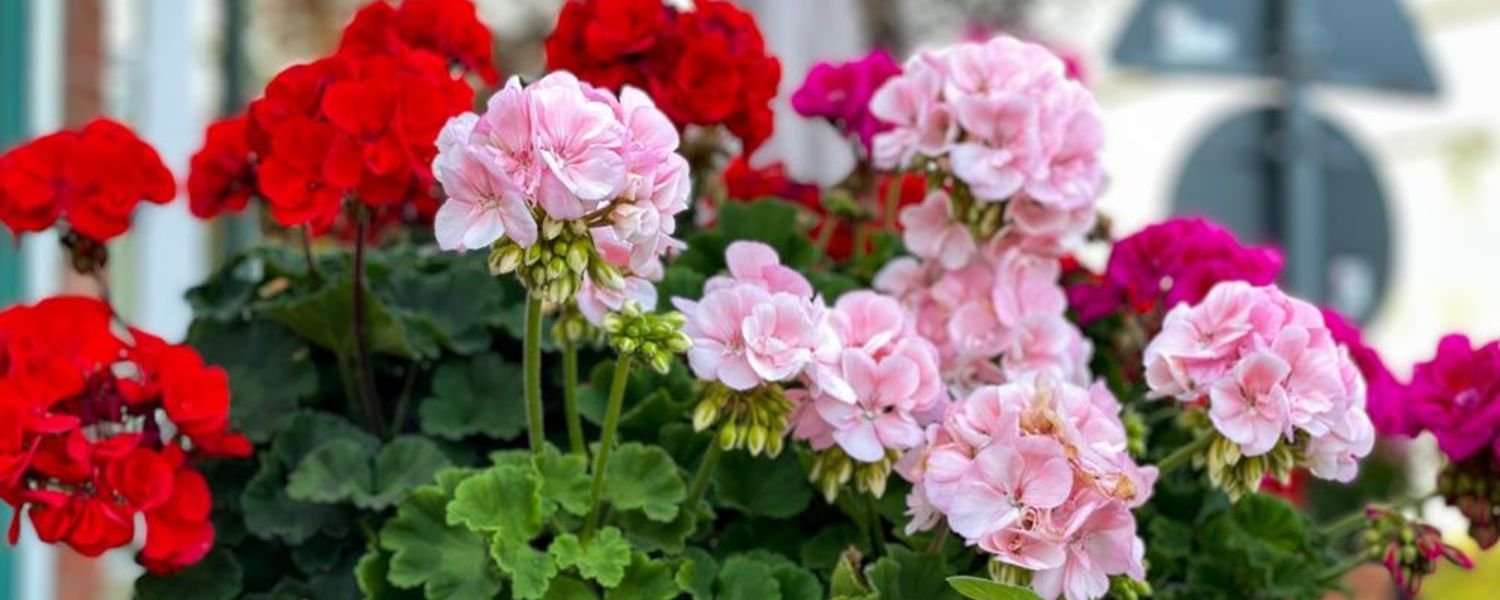 Growing Geranium Flowers, flowers names