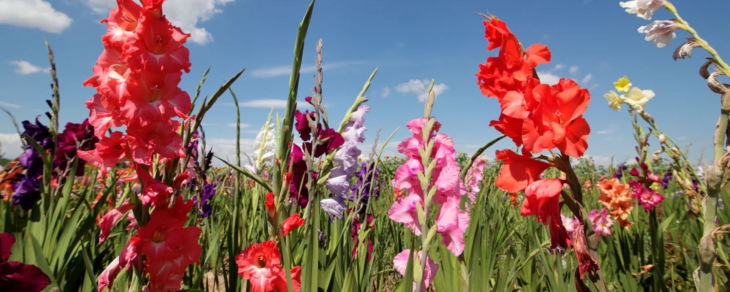 The Gladiolus Flower