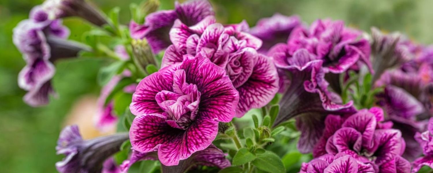 Purple petunia flower, flowers names