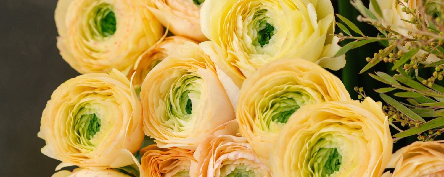 Yellow Ranunculus Flower Bulbs