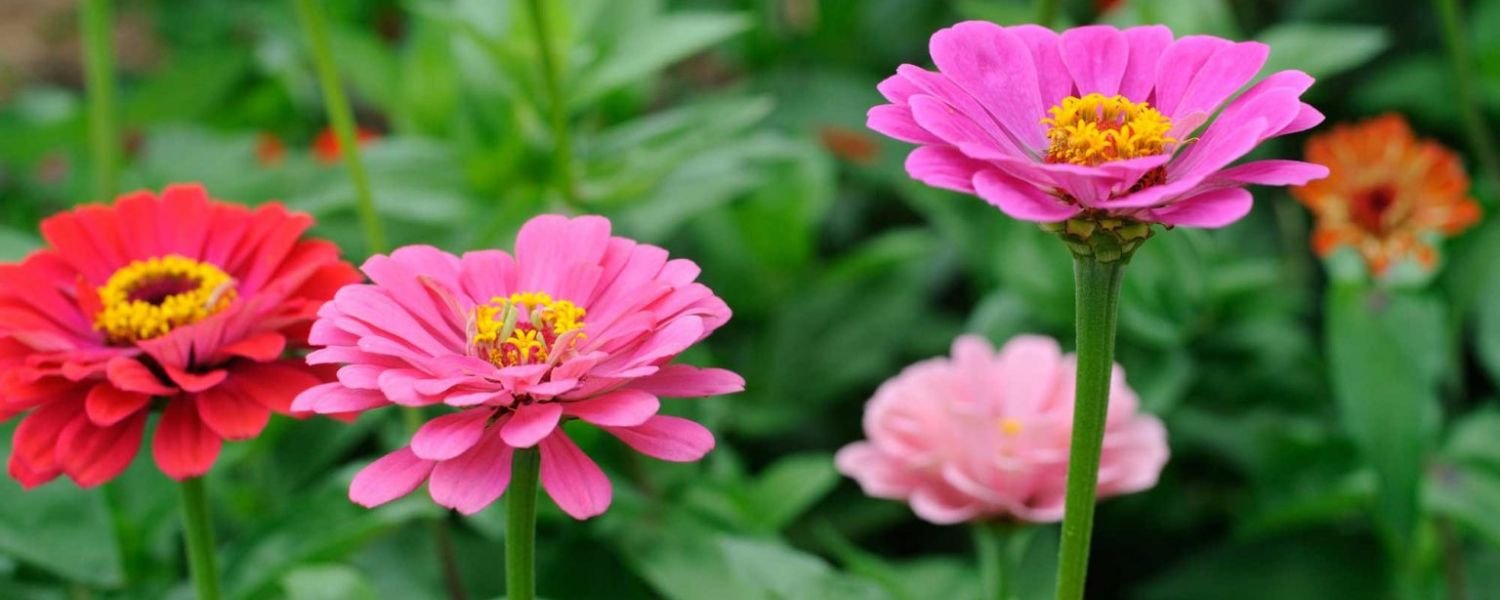 Different Styles of Zinnia Flowers , flowers names