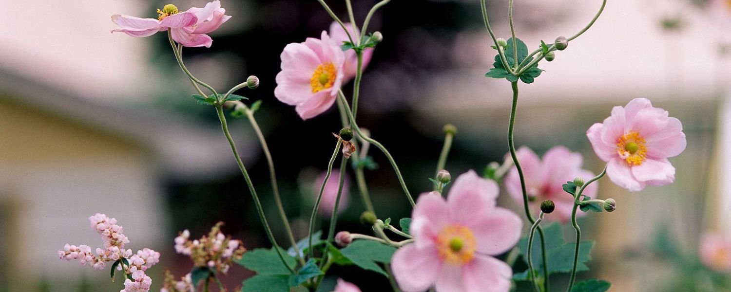 Japanese Anemone flower