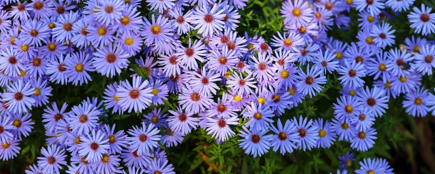  Aster flowers, flowers names