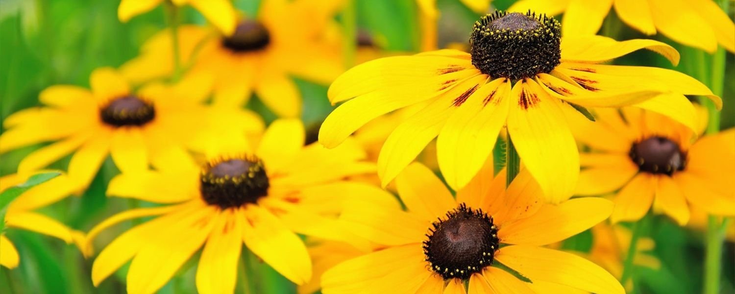 Black Eyed Susan Flower