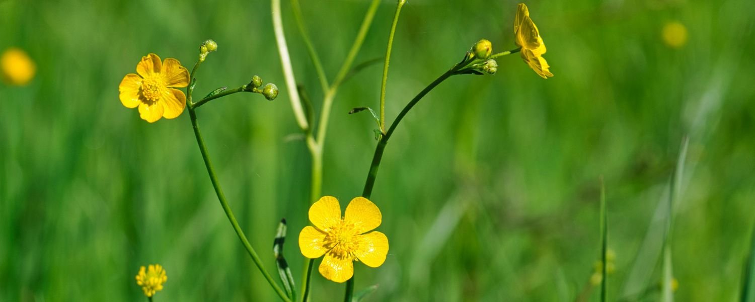 Buttercup flower plant, flowers names