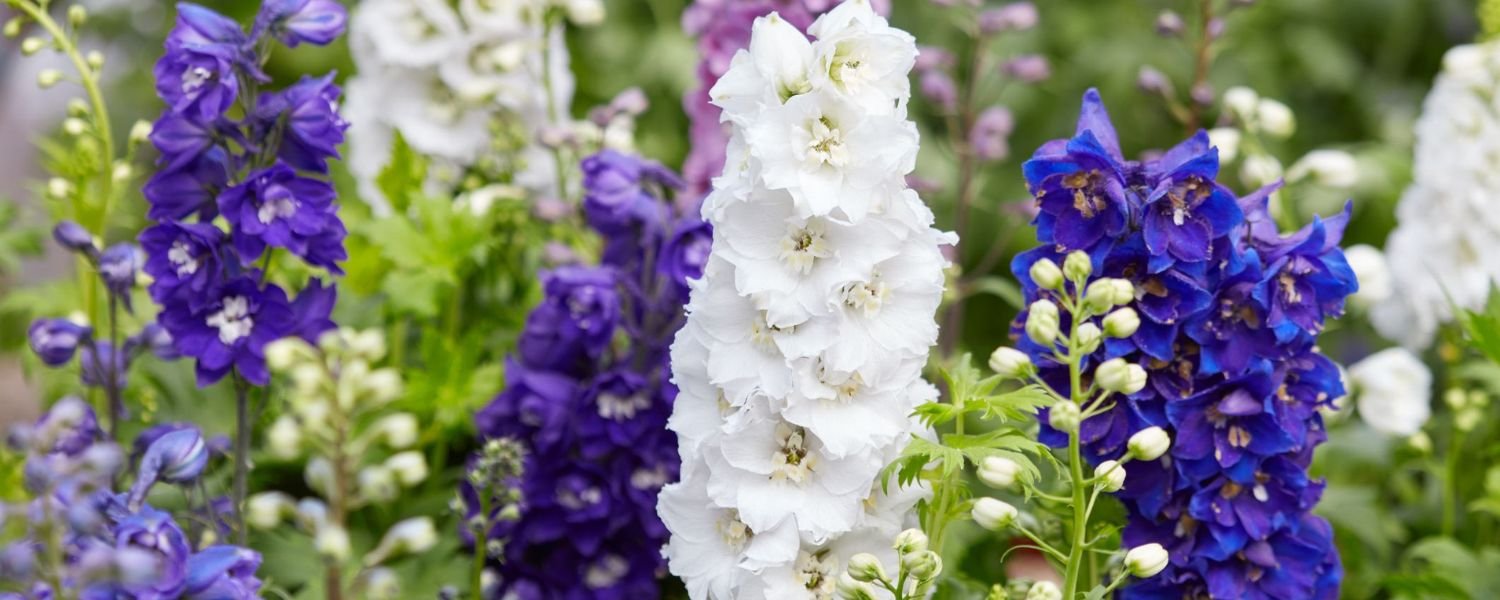  Larkspur and Water Lilies flower, flowers names