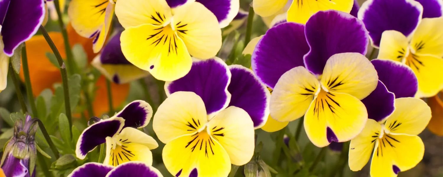 yellow and purple Pansy flower