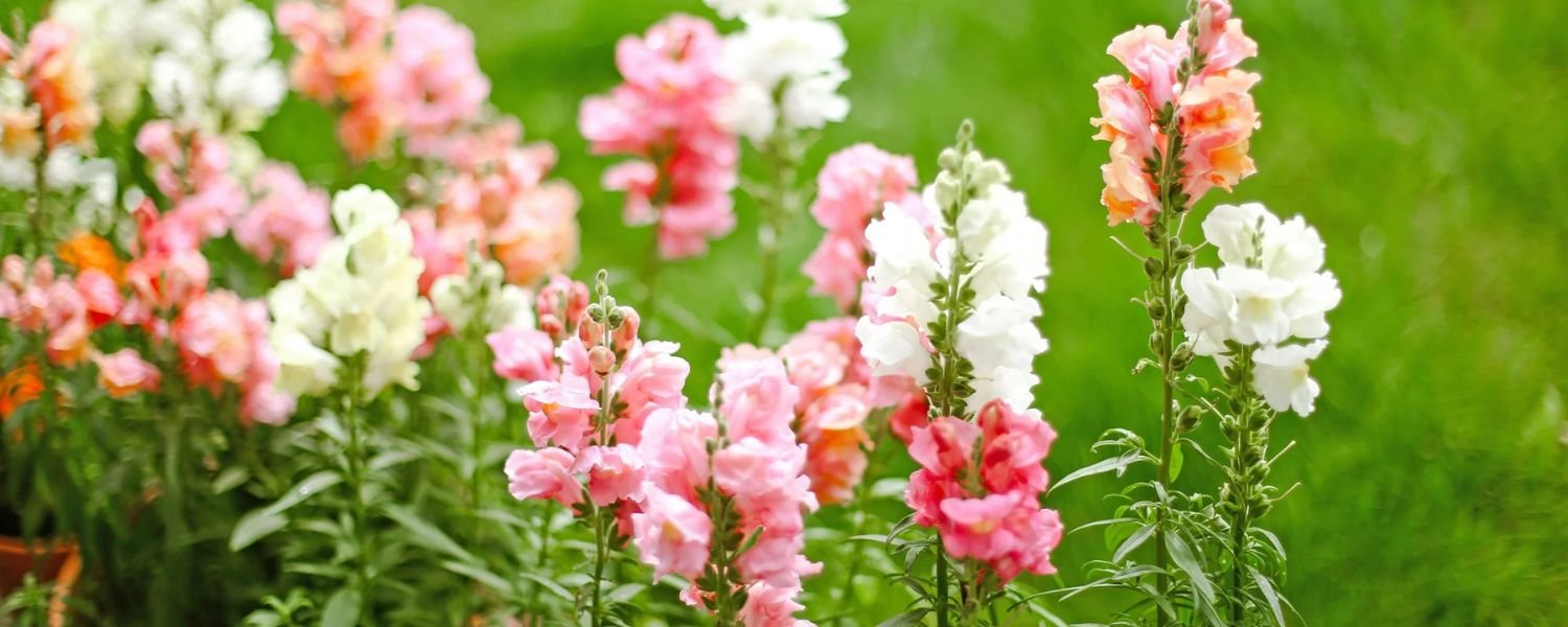 Snapdragon Flower Plants, flowers names