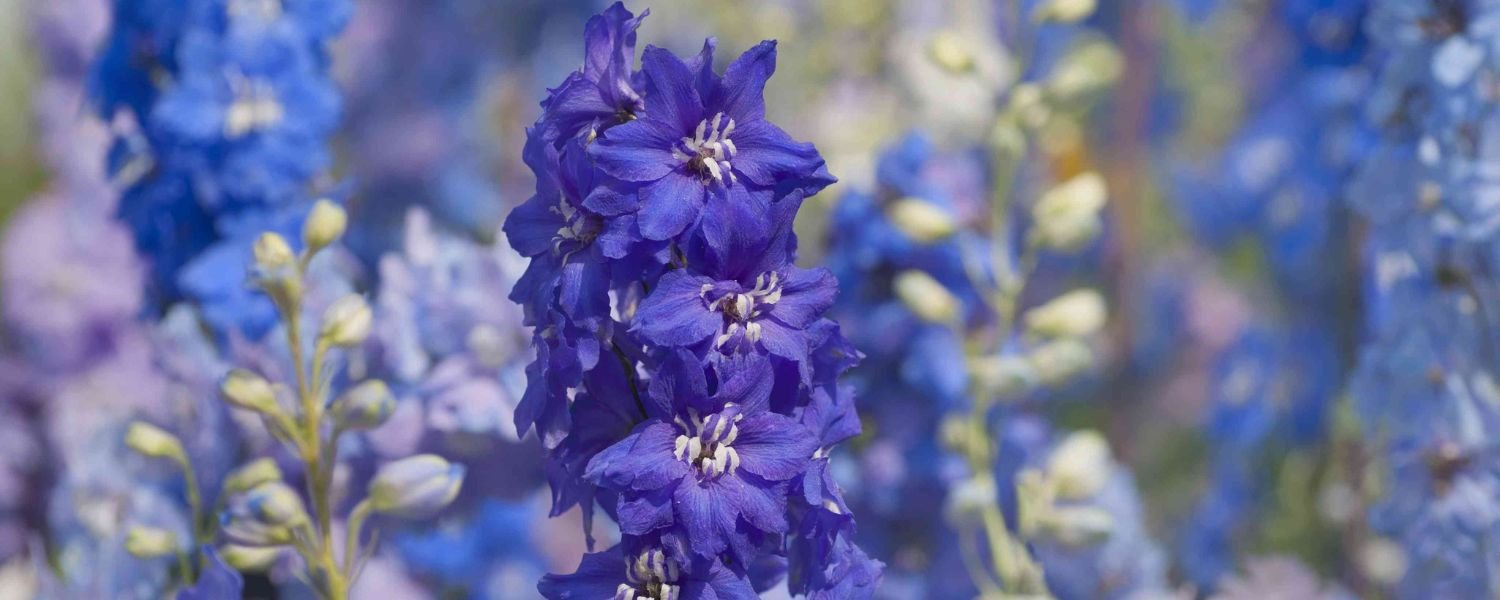 Delphinium Flower Varieties