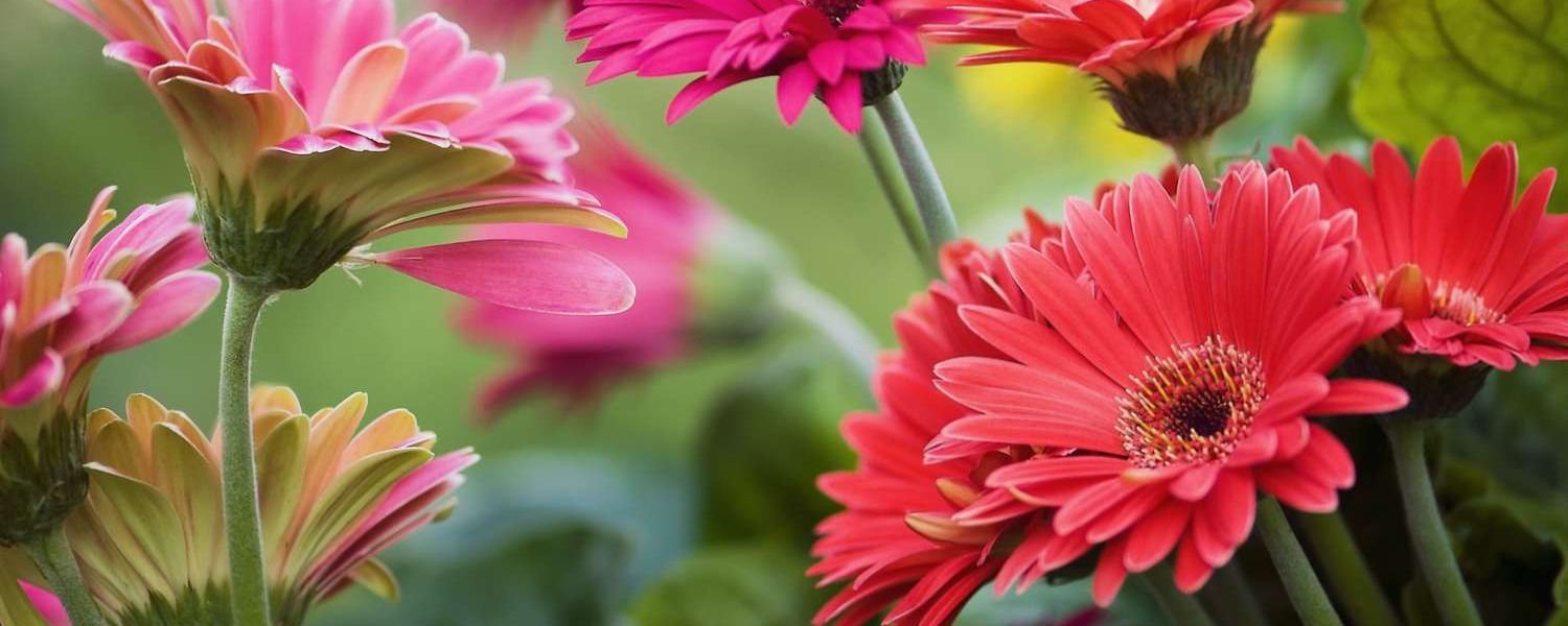 Gerbera Daisy Flower