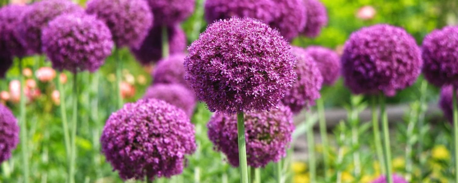 Giant Allium flower Collection