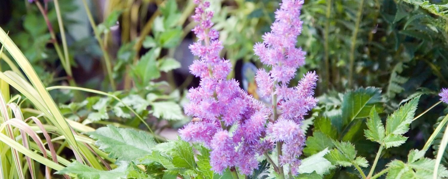 Astilbe flower in Garden 