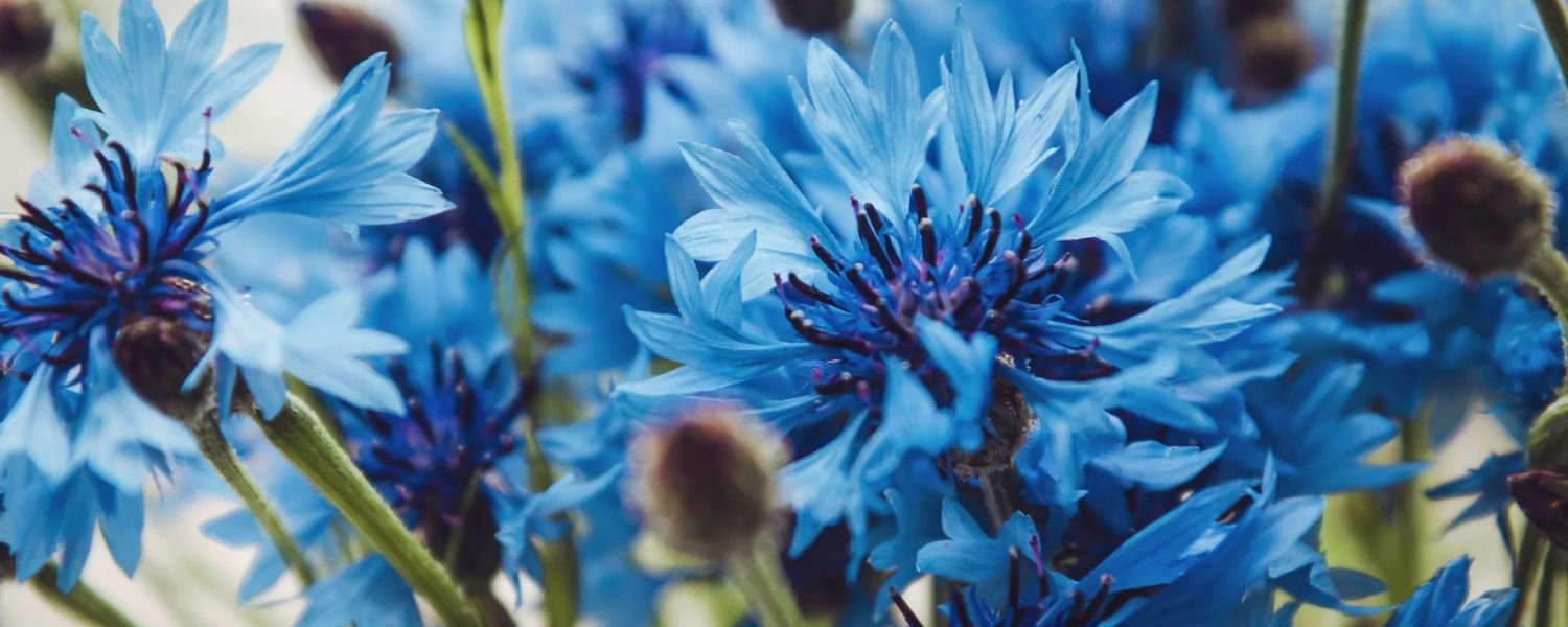 Cornflower flowers 