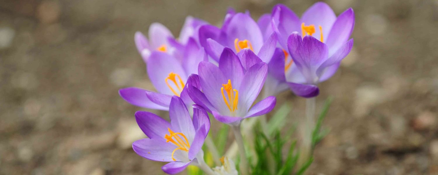 Colorful Crocus flower