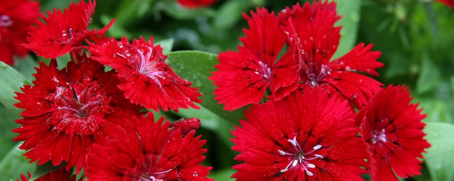 Dianthus Scarlet Red flower