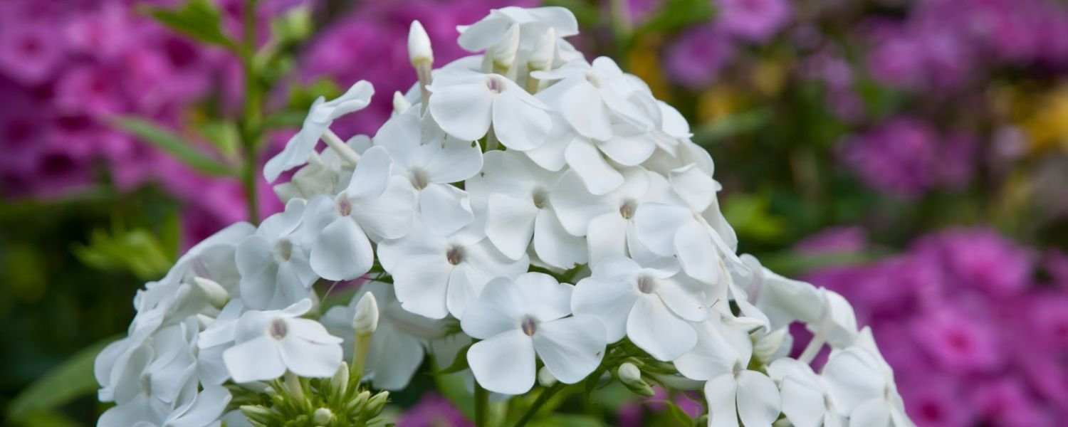 Whiter Phlox flower