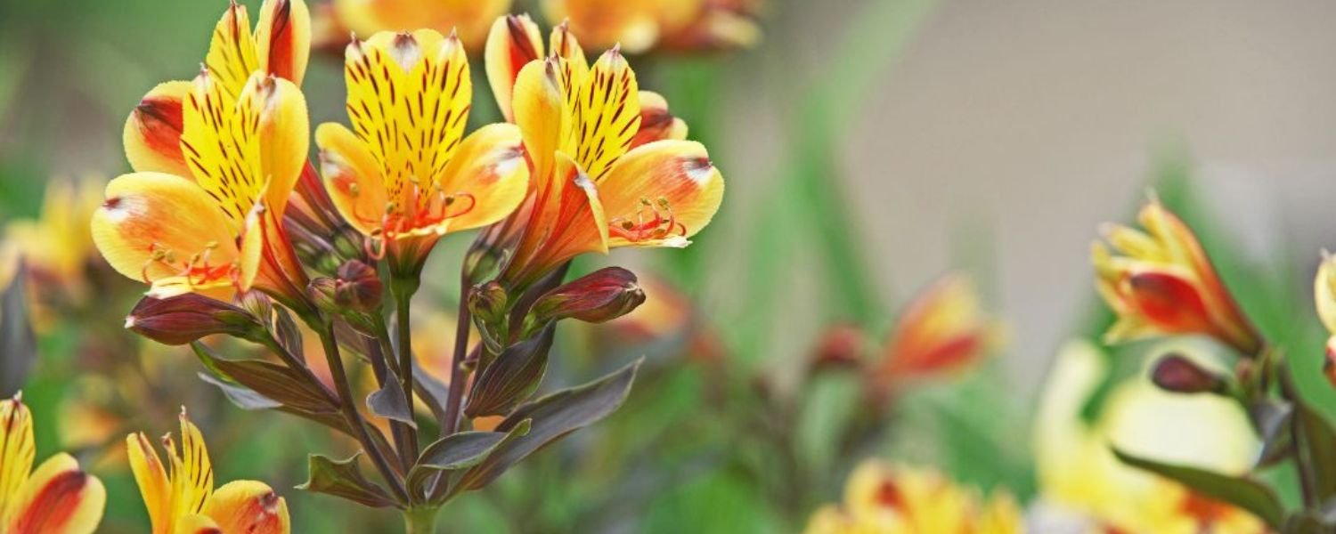 All About Colorful Alstroemeria flower