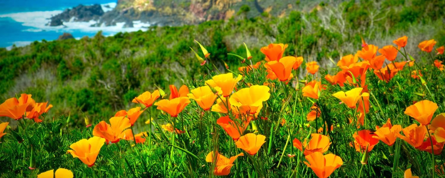 California Poppy flowers, flowers names