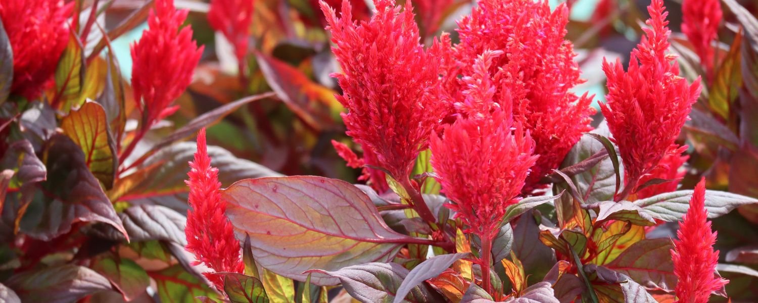 red Celosia Scarlet flower, flowers names