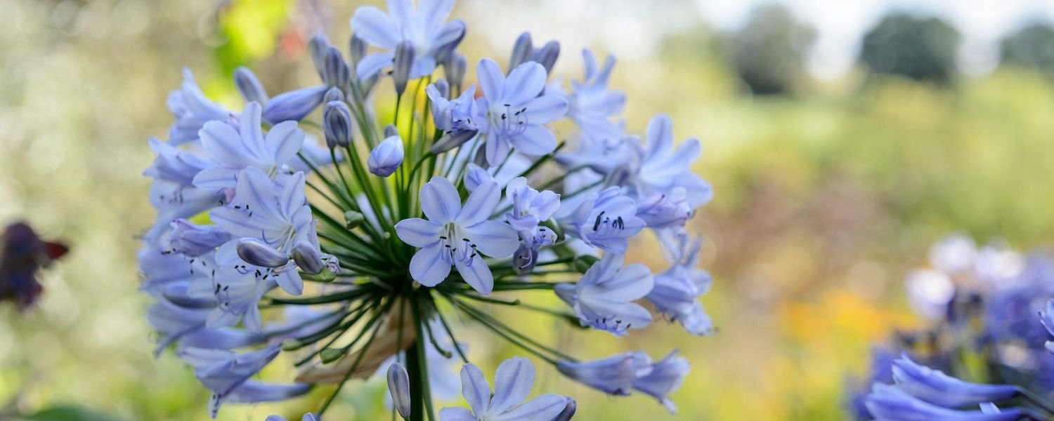 Agapanthus Flower