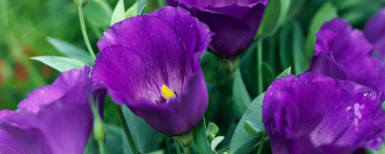  Lisianthus Lavender flower, flowers names