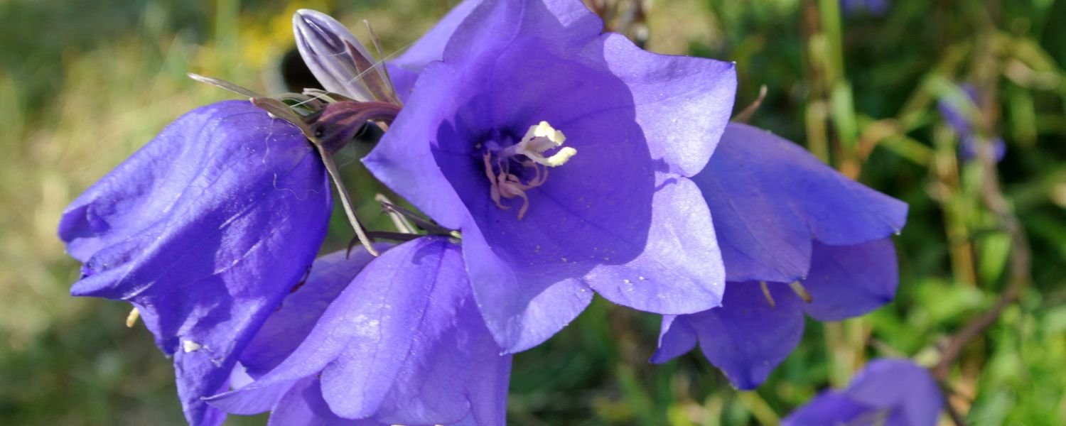 Campanula flower, flowers names