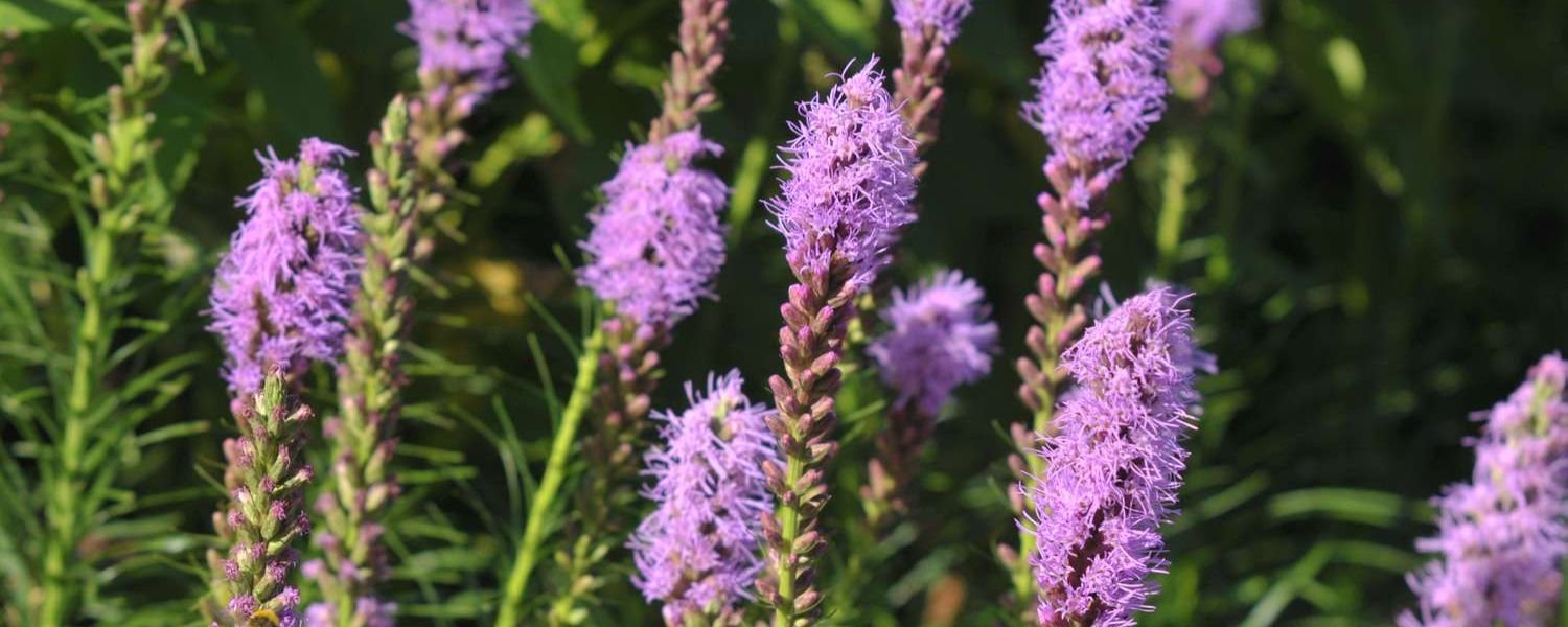 Liatris flower plants