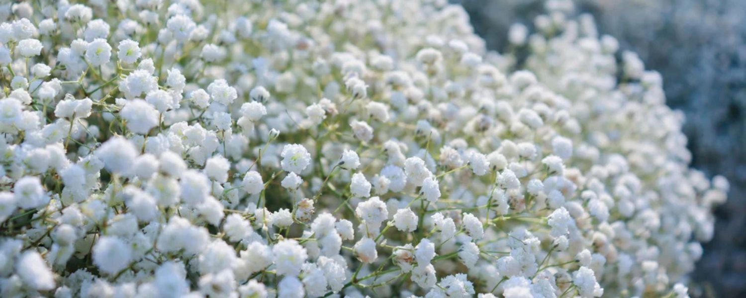 Gypsophila flowers, flowers names