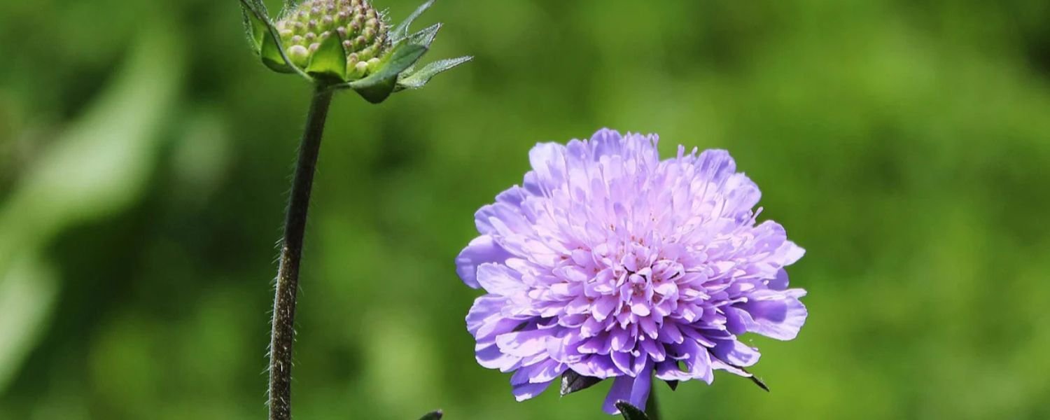 Scabious information from Flowers