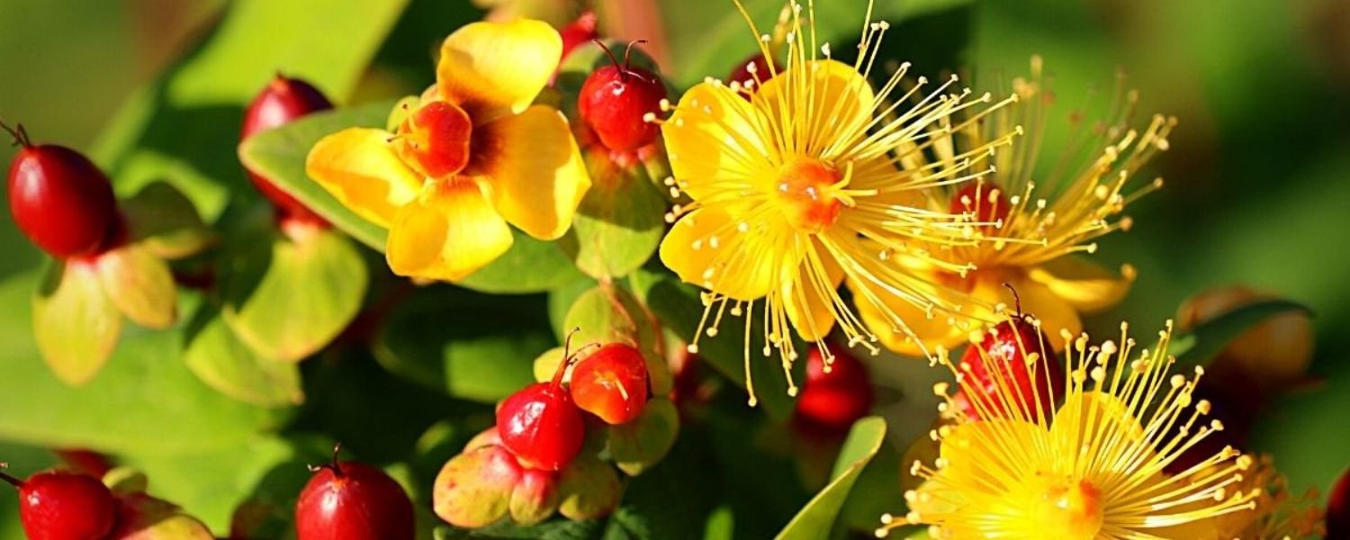  Hypericum Flower, flowers names