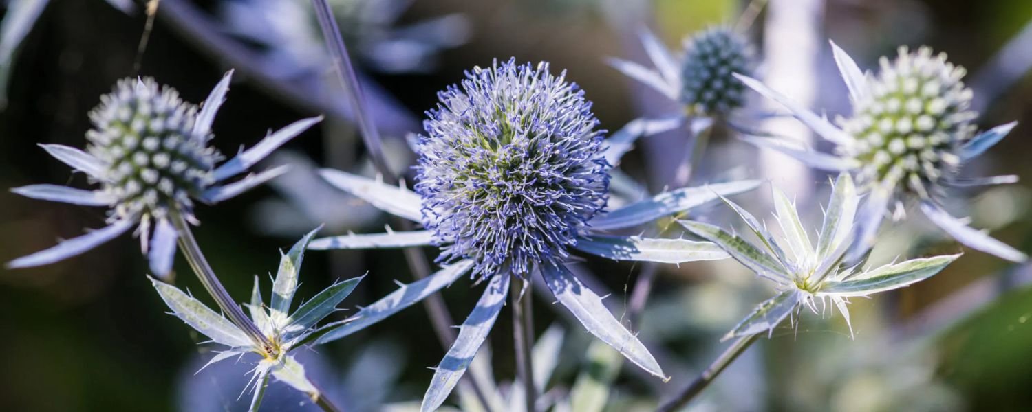 Eryngium planum Blue Hobbit flower, flowers names
