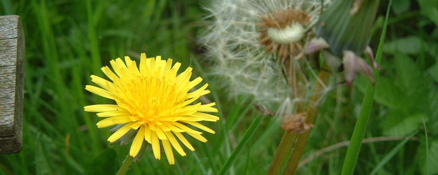 dandelion flower