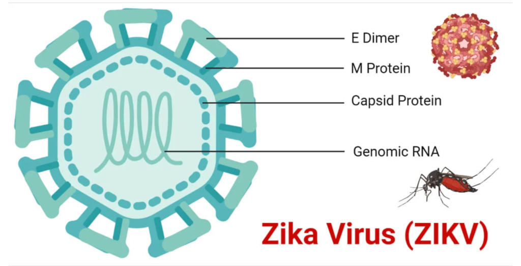 Zika virus