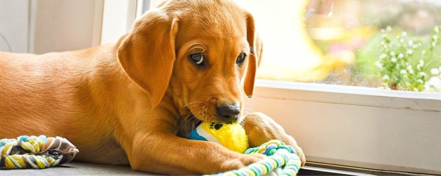 Dog-proofing Supplies