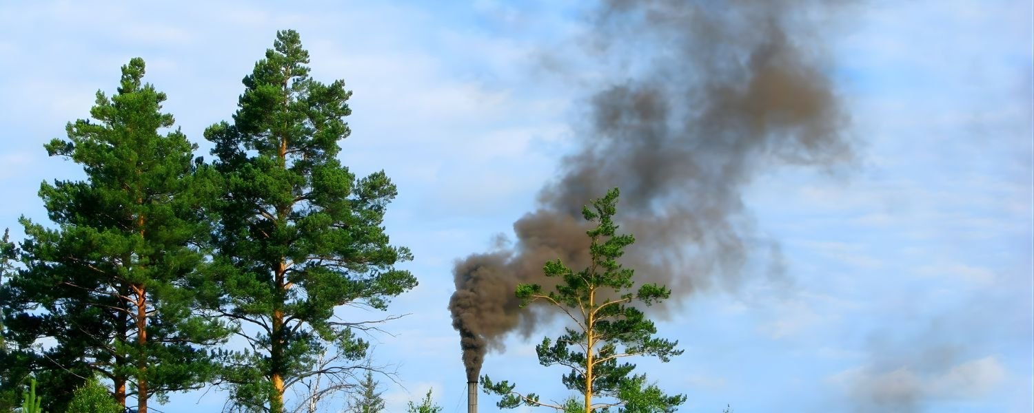 Effects of Air Pollution on Plants