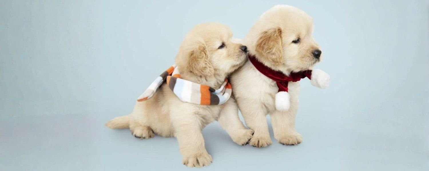 Get a Puppy from the Right Source