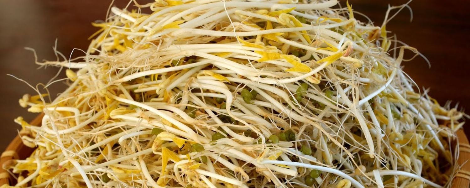 How to Make Mung Bean Sprouts