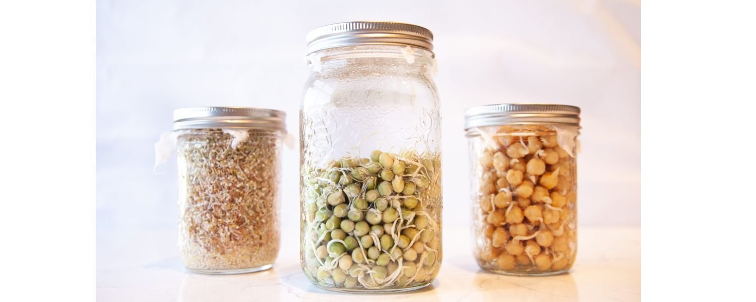 How to Store Sprouts