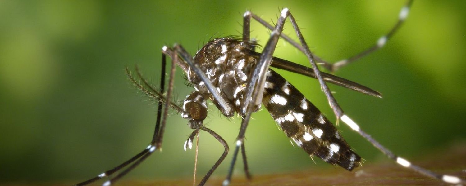 Mosquito Vectors of Zika Virus