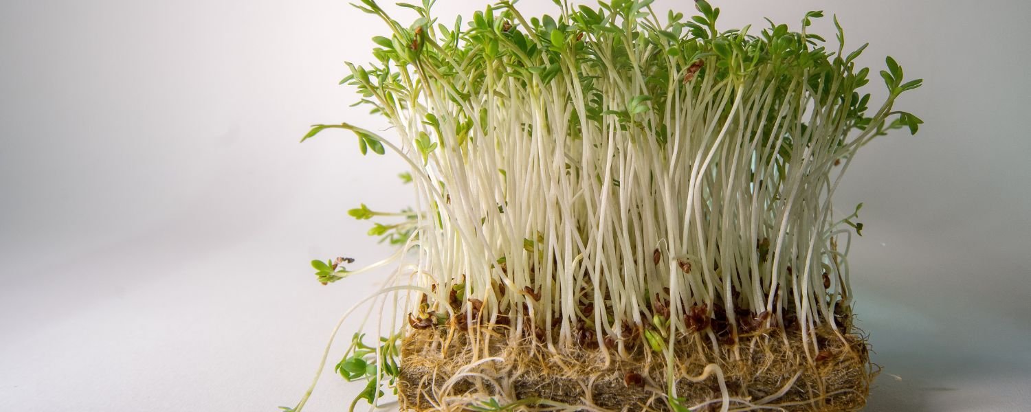 Tips for Making a Great Sprouts Salad, Sprouts Salad ideas